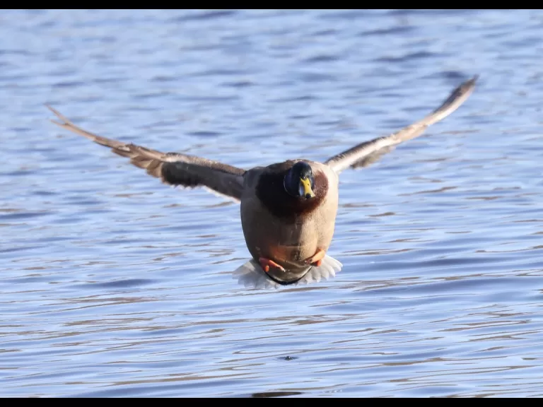 A Canada goose at Hager Pond in Marlborough, photographed by Steve Forman.