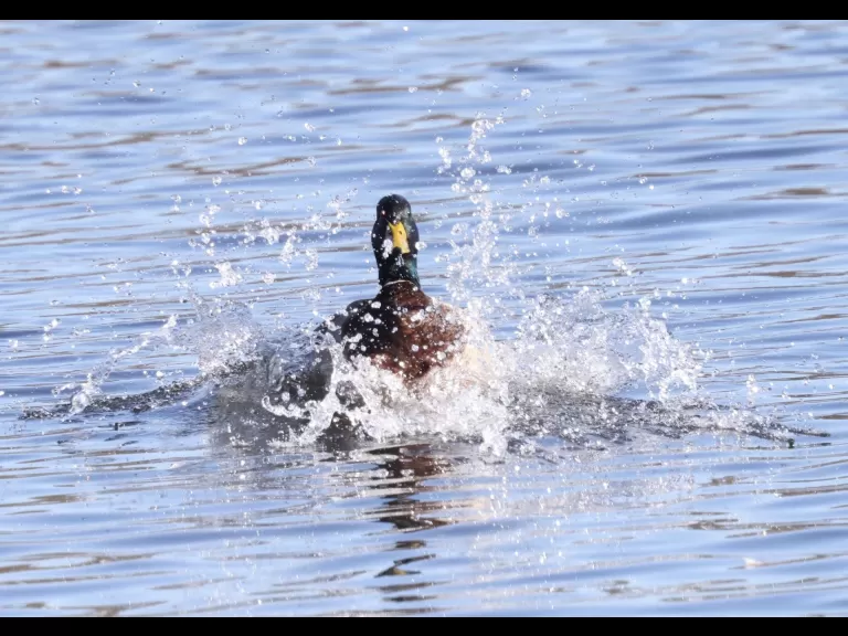 A Canada goose at Hager Pond in Marlborough, photographed by Steve Forman.