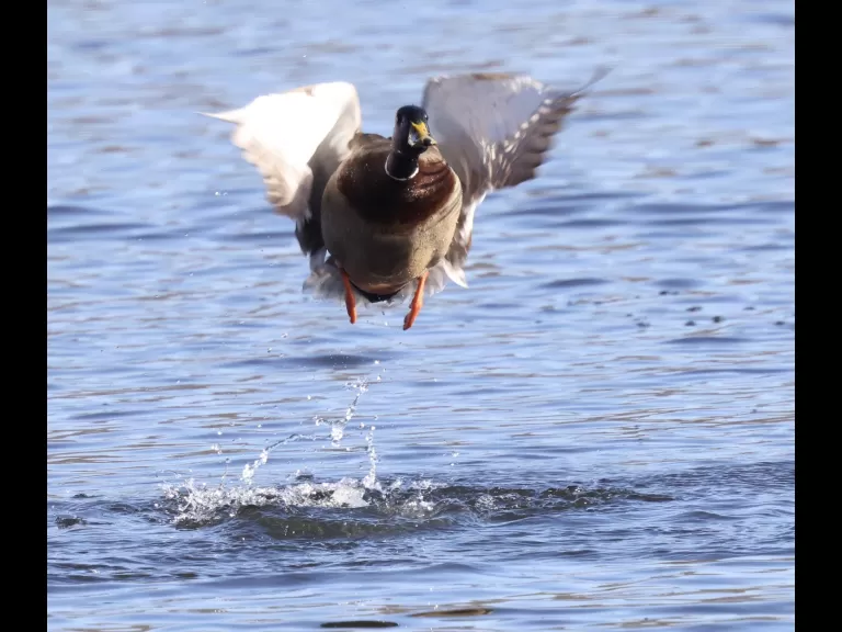 A Canada goose at Hager Pond in Marlborough, photographed by Steve Forman.