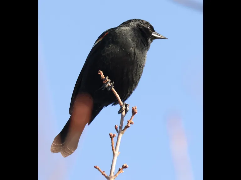 A red-winged blackbird at Great Meadows National Wildlife Refuge in Concord, photographed by Steve Forman.