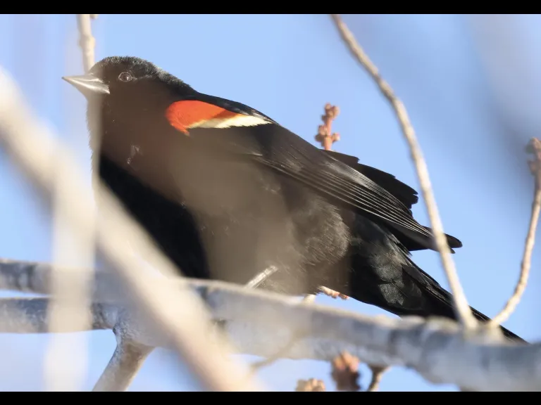 A red-winged blackbird at Great Meadows National Wildlife Refuge in Concord, photographed by Steve Forman.