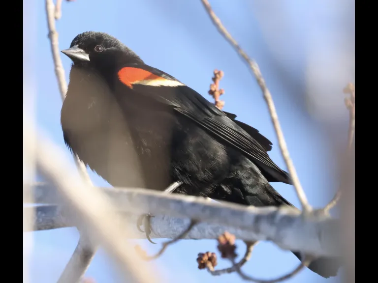A red-winged blackbird at Great Meadows National Wildlife Refuge in Concord, photographed by Steve Forman.