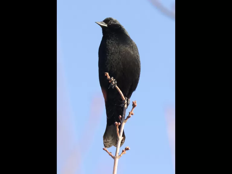 A red-winged blackbird at Great Meadows National Wildlife Refuge in Concord, photographed by Steve Forman.