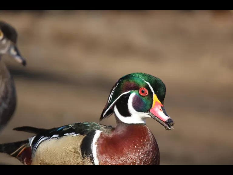 A wood duck on Hager Pond in Marlborough, photographed by Sue Feldberg.
