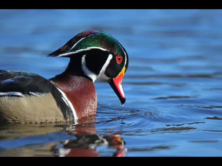 A wood duck on Hager Pond in Marlborough, photographed by Sue Feldberg.