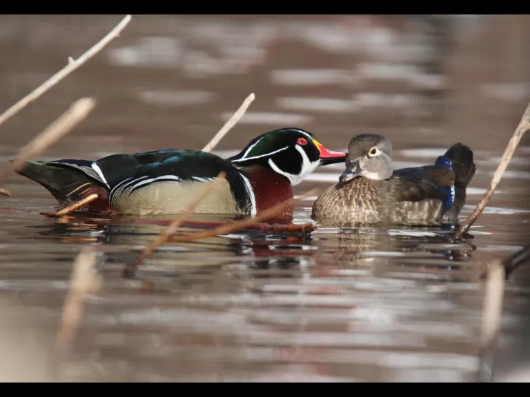 A wood duck on Hager Pond in Marlborough, photographed by Sue Feldberg.