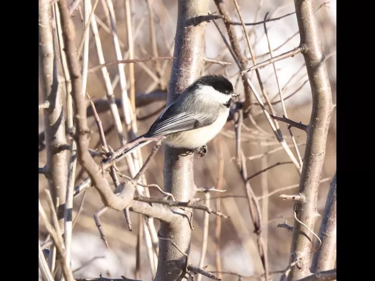 American crows at Breakneck Hill Conservation Land in Southborough, photographed by Steve Forman.