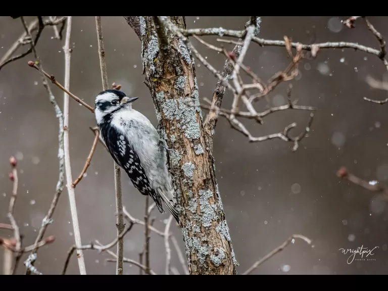 A downy woodpecker in Westborough, photographed by Nancy Wright.