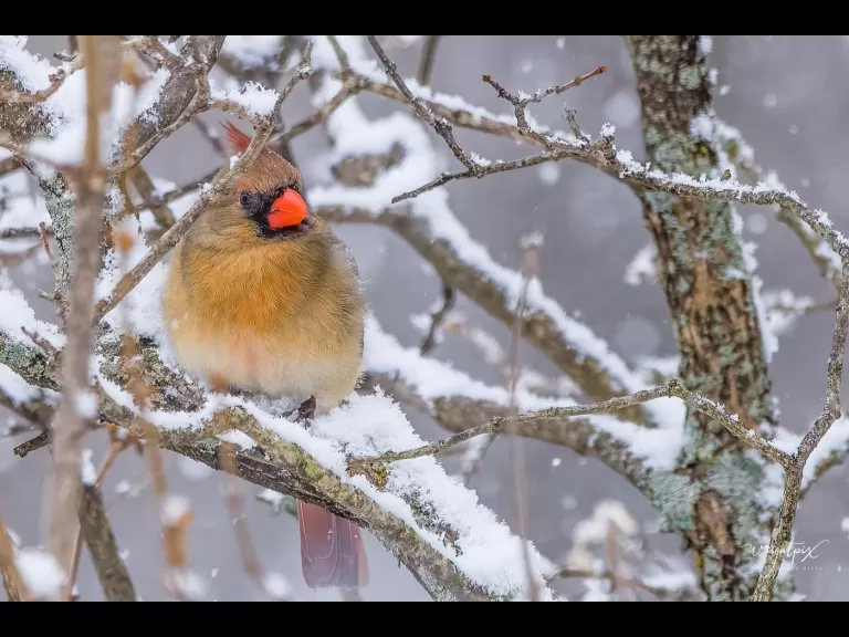 A downy woodpecker in Westborough, photographed by Nancy Wright.