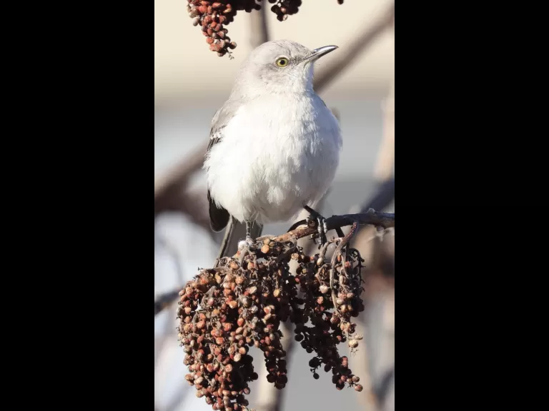American crows at Breakneck Hill Conservation Land in Southborough, photographed by Steve Forman.