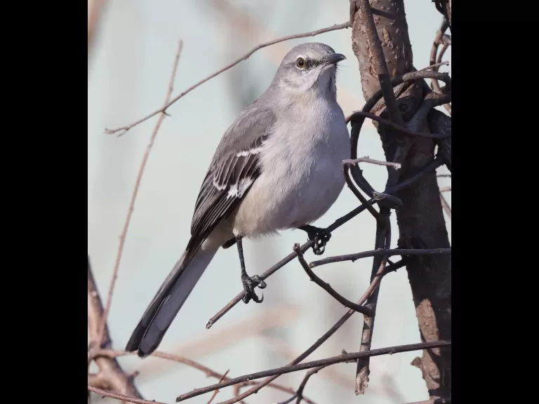 American crows at Breakneck Hill Conservation Land in Southborough, photographed by Steve Forman.