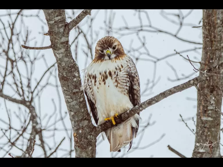 A downy woodpecker in Westborough, photographed by Nancy Wright.