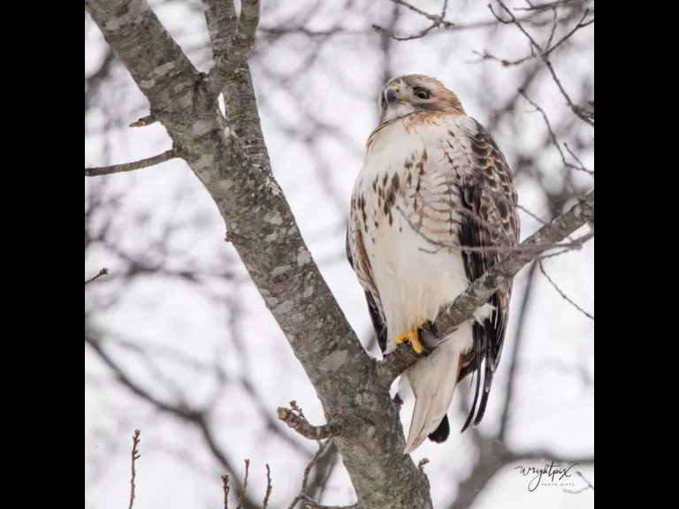 A downy woodpecker in Westborough, photographed by Nancy Wright.