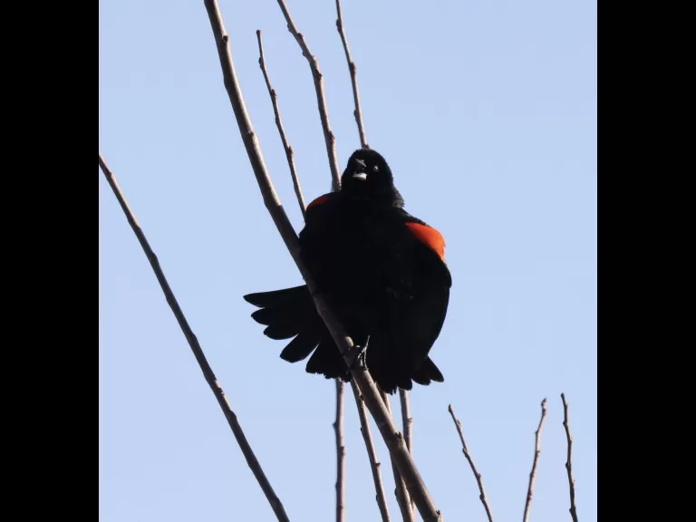 American crows at Breakneck Hill Conservation Land in Southborough, photographed by Steve Forman.