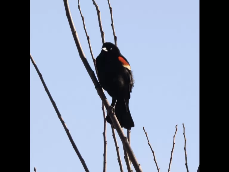 American crows at Breakneck Hill Conservation Land in Southborough, photographed by Steve Forman.