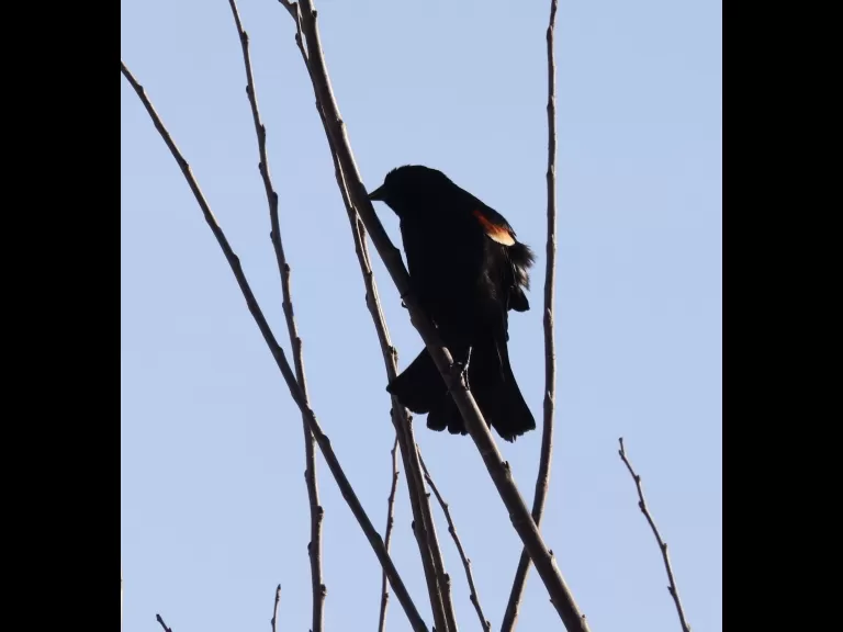 American crows at Breakneck Hill Conservation Land in Southborough, photographed by Steve Forman.
