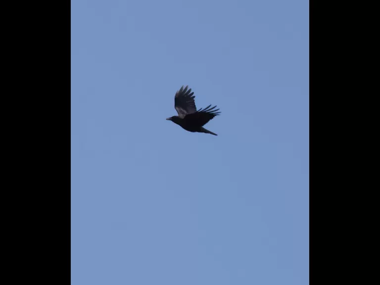 An American crow at Farm Pond in Framingham, photographed by Steve Forman.