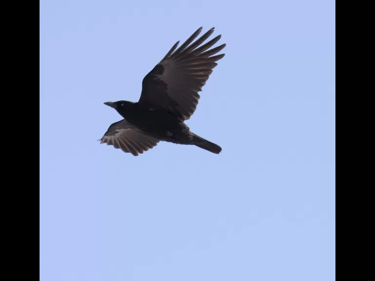 An American crow at Farm Pond in Framingham, photographed by Steve Forman.
