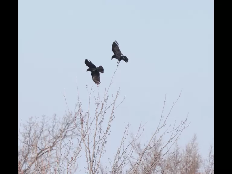 An American crow at Farm Pond in Framingham, photographed by Steve Forman.