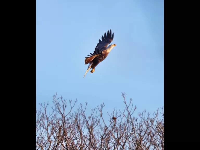 A bald eagle at Hager Pond in Marlborough, photographed by Steve Forman.