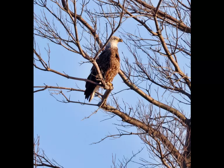 A bald eagle at Hager Pond in Marlborough, photographed by Steve Forman.