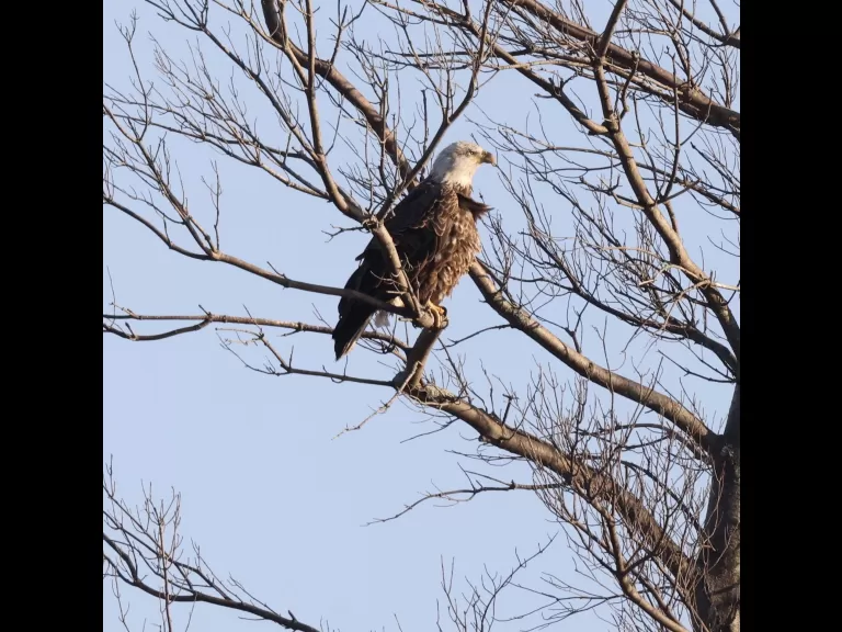 A bald eagle at Hager Pond in Marlborough, photographed by Steve Forman.