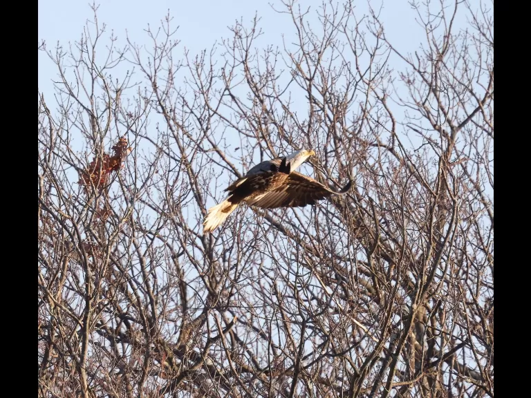 A bald eagle at Hager Pond in Marlborough, photographed by Steve Forman.