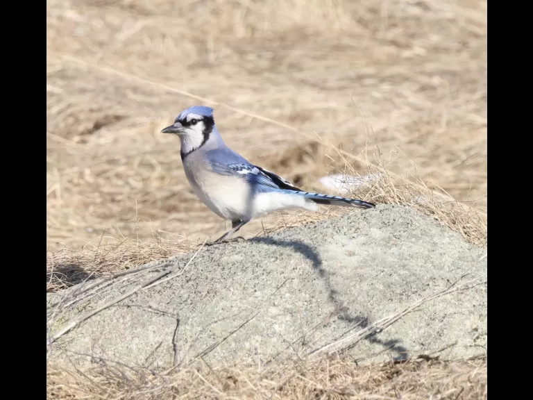 An American robin at Breakneck Hill Conservation Land in Southborough, photographed by Steve Forman.