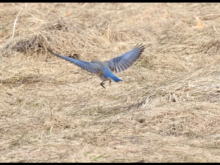 An American robin at Breakneck Hill Conservation Land in Southborough, photographed by Steve Forman.