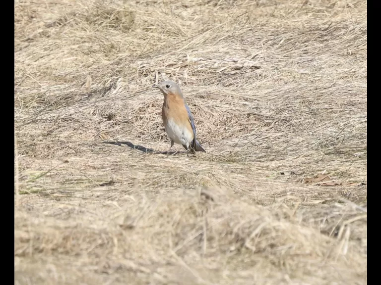 An American robin at Breakneck Hill Conservation Land in Southborough, photographed by Steve Forman.
