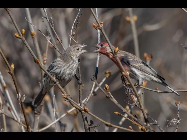 A house finch in Westborough, photographed by Nancy Wright.