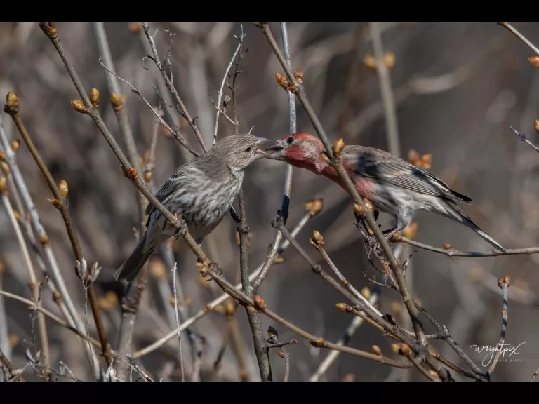 A house finch in Westborough, photographed by Nancy Wright.