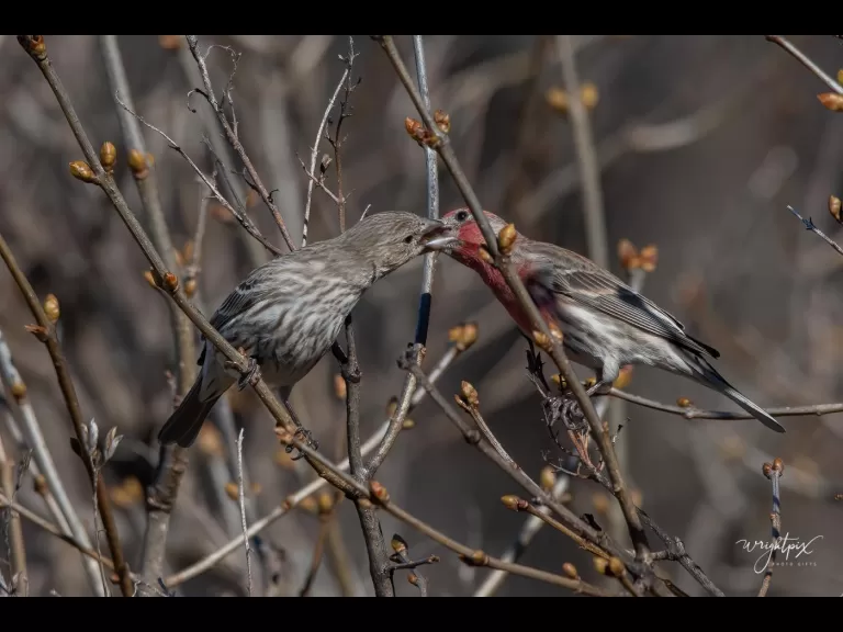 A house finch in Westborough, photographed by Nancy Wright.