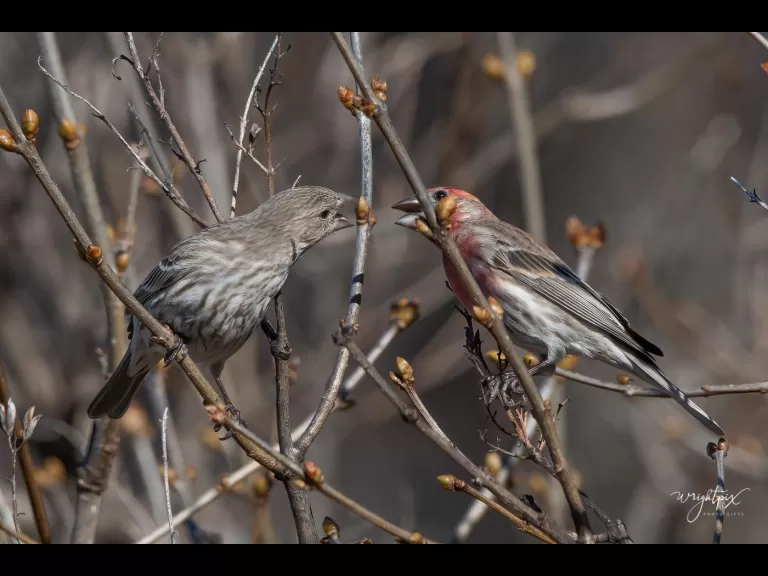 A house finch in Westborough, photographed by Nancy Wright.