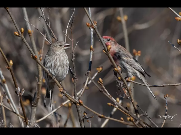 A house finch in Westborough, photographed by Nancy Wright.