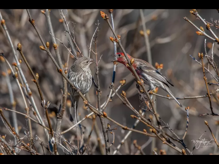 A house finch in Westborough, photographed by Nancy Wright.