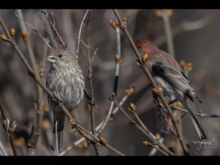 A house finch in Westborough, photographed by Nancy Wright.