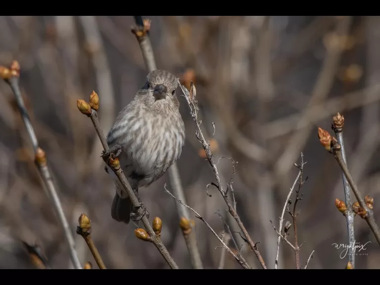 A house finch in Westborough, photographed by Nancy Wright.