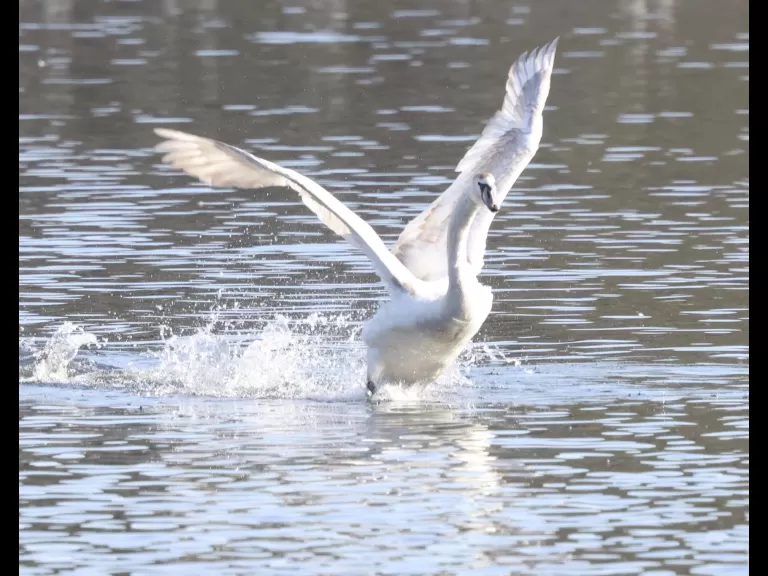 A mute swan at Hager Pond in Marlborough, photographed by Steve Forman.