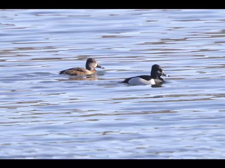 A mute swan at Hager Pond in Marlborough, photographed by Steve Forman.