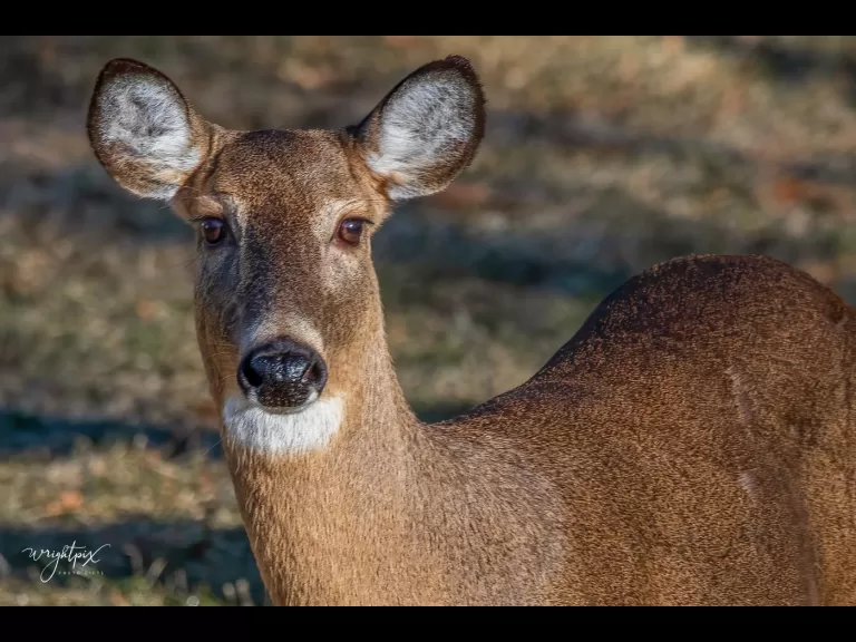 A white-tailed deer in Westborough, photographed by Nancy Wright.