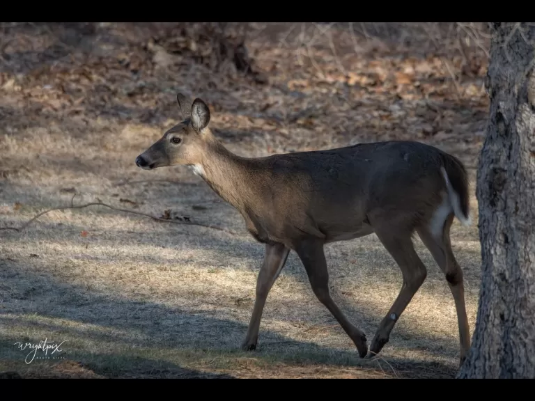 A white-tailed deer in Westborough, photographed by Nancy Wright.