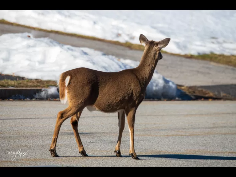 A white-tailed deer in Westborough, photographed by Nancy Wright.
