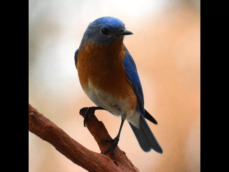 An eastern bluebird in Lincoln, photographed by Ron McAdow.
