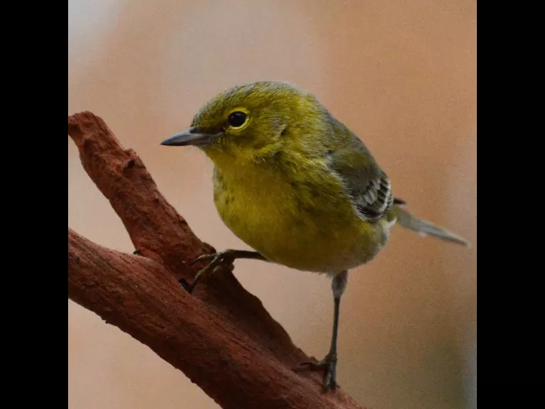 An eastern bluebird in Lincoln, photographed by Ron McAdow.