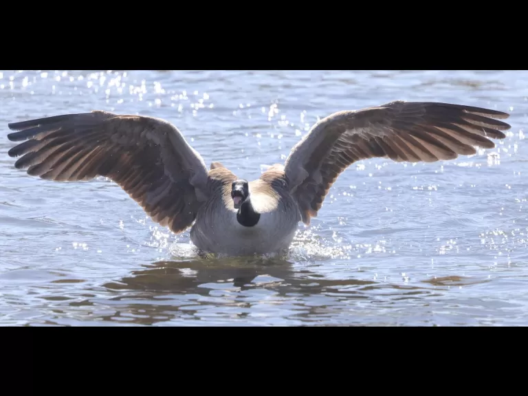 A Canada goose at Hager Pond in Marlborough, photographed by Steve Forman.