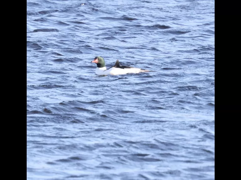 A common merganser at the Sudbury Reservoir in Southborough, photographed by Steve Forman.