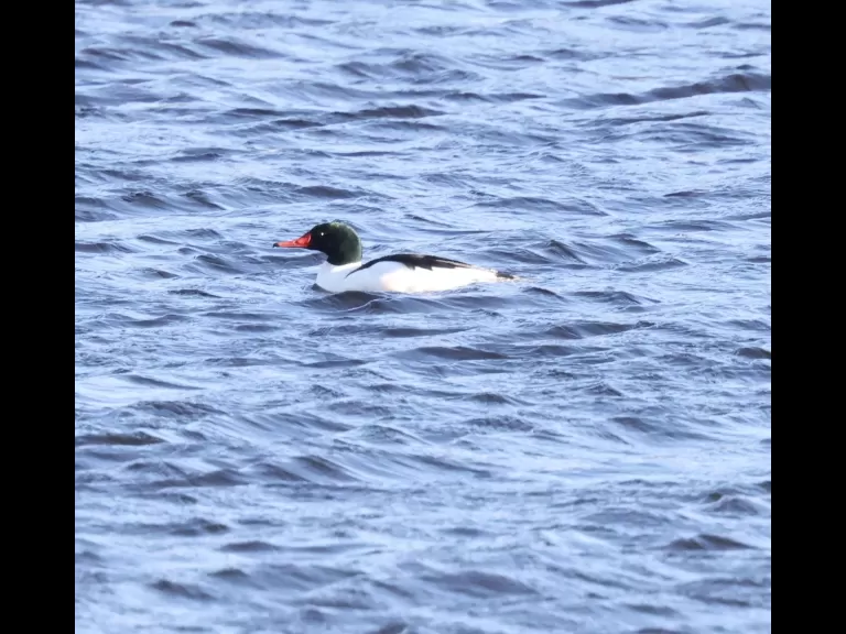 A common merganser at the Sudbury Reservoir in Southborough, photographed by Steve Forman.