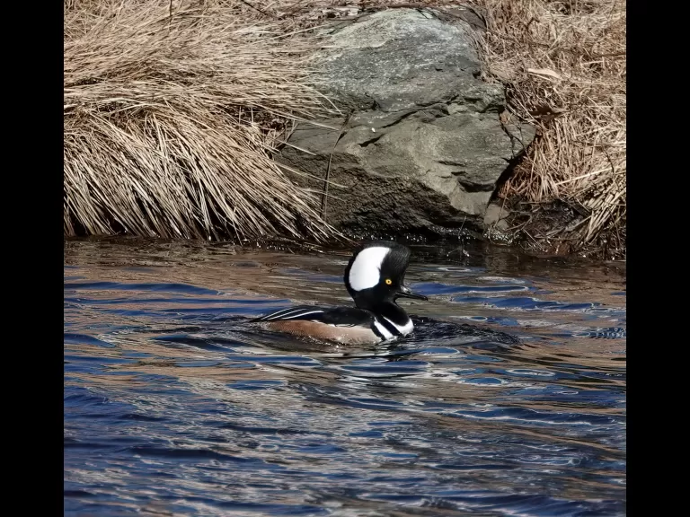A hooded merganser along the Boroughs Loop Trail, photographed by Victoria Holland.