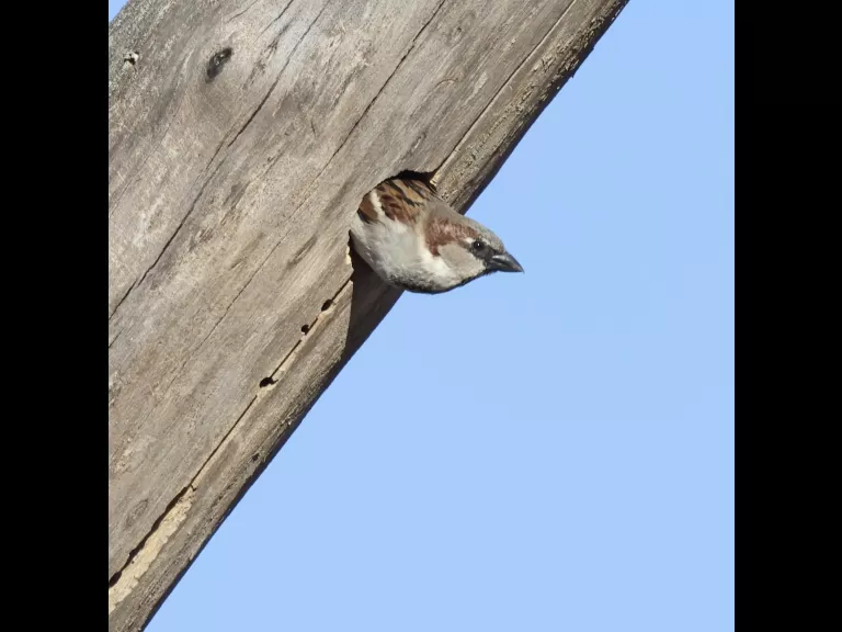 A house sparrow at Breakneck Hill Conservation Land in Southborough, photographed by Steve Forman.